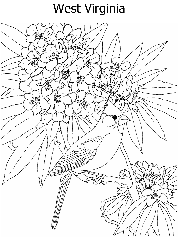 West Virginia Flower Coloring Page