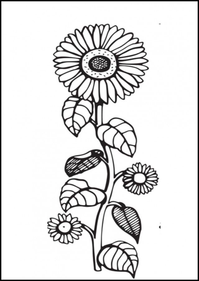 Black And White Sunflower Coloring Pages KidsColoringPics 222166