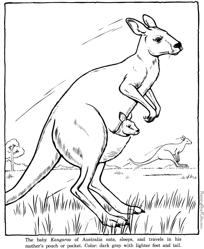 Baby Zoo Animal Coloring Pages 341 | Free Printable Coloring Pages