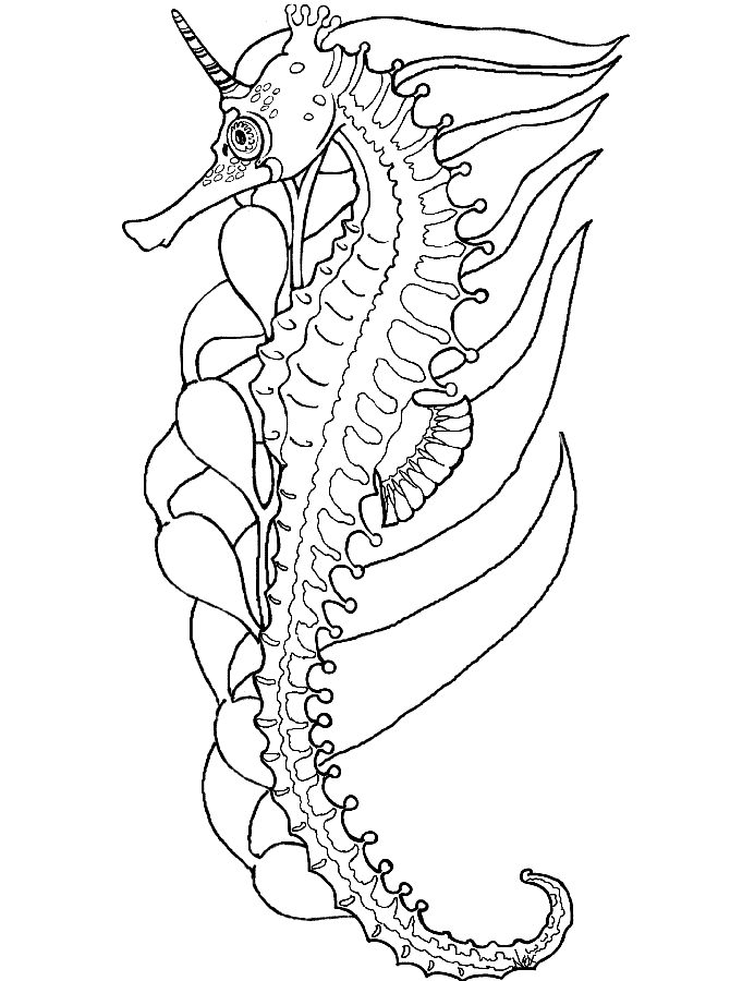 seahorse coloring pages | The Coloring Pages