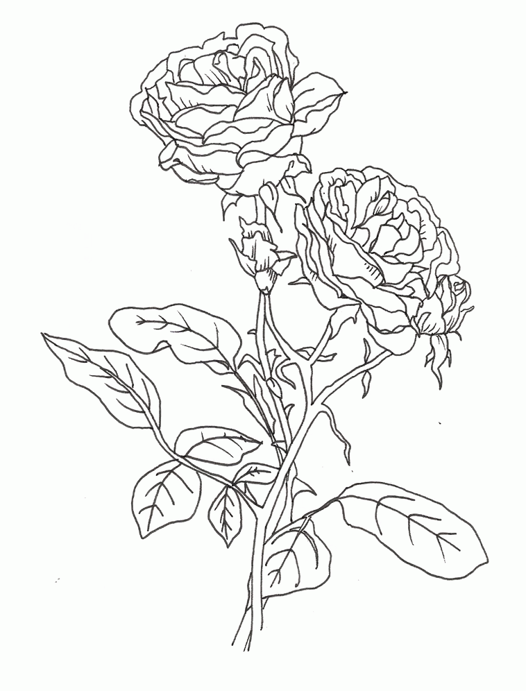 Rose Flower Coloring Pages | Free coloring pages