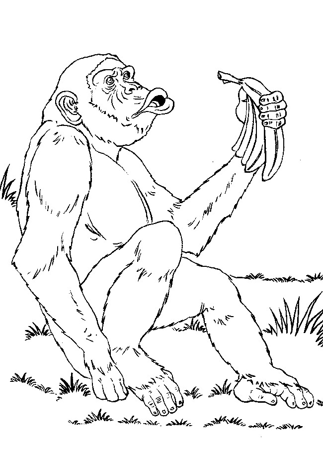 Coloring Page - Monkey animal coloring pages 1