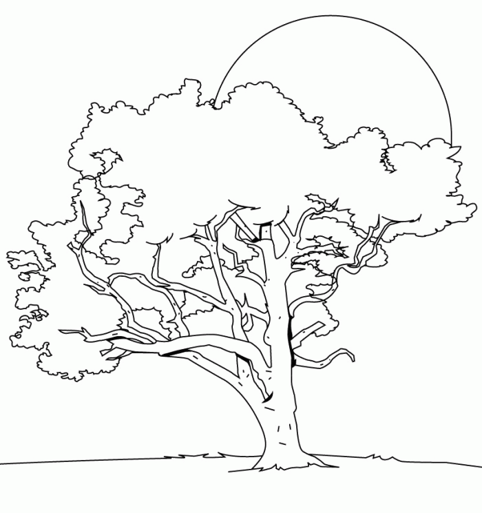 Old Tree Coloring For Kids - Tree Coloring Pages : Free Online