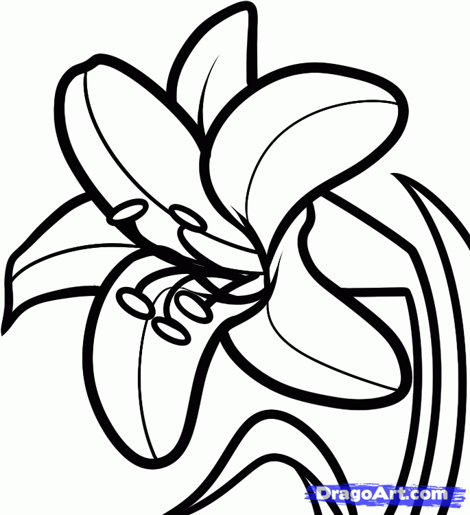 Lilies Drawing Images & Pictures - Becuo