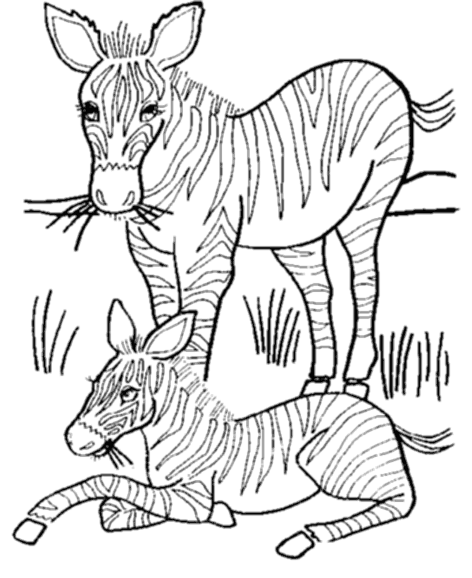 Wild Animal Coloring Pages | Mother and baby zebra Coloring Page