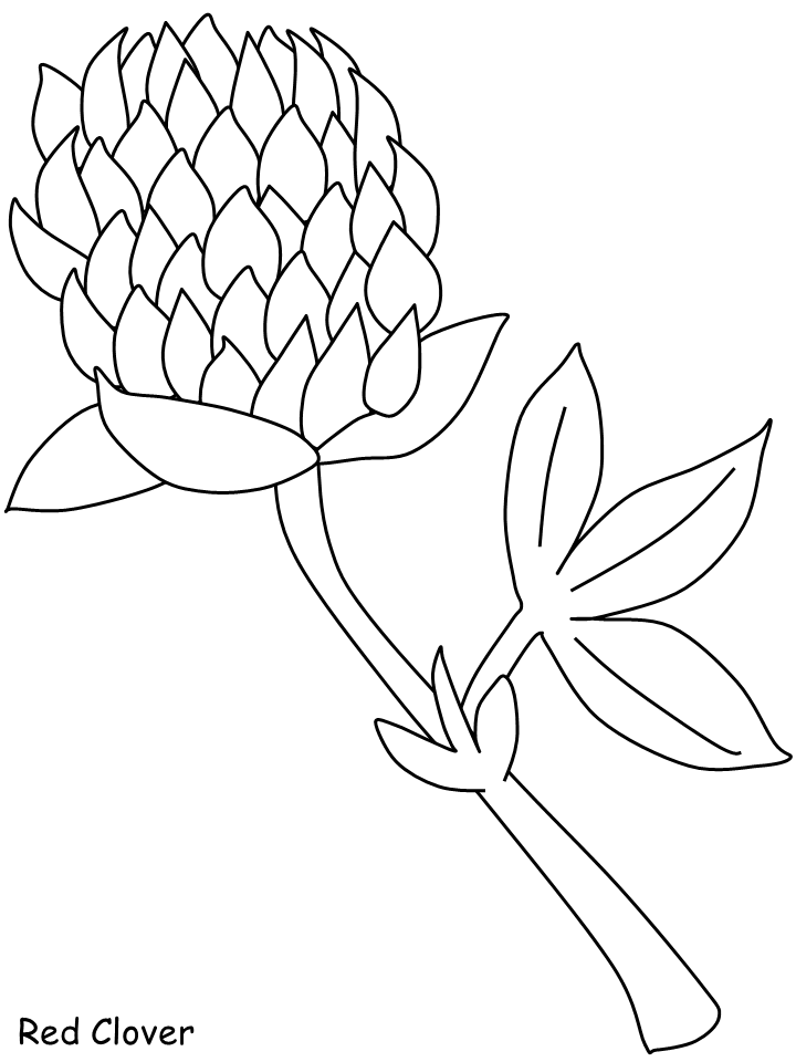 Red Clover Flowers Coloring Pages & Coloring Book
