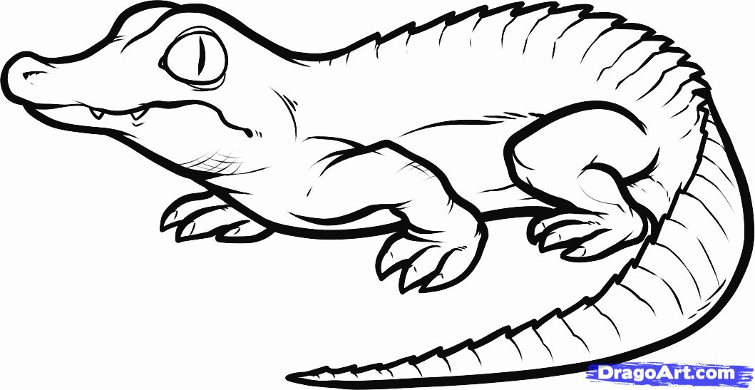 How to Draw a Baby Crocodile, Baby Crocodile, Step by Step