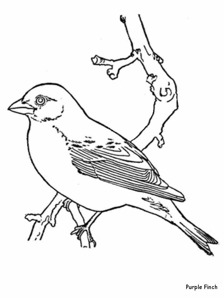 3288 ide coloring-pages-birds-printable-25 Best Coloring Pages
