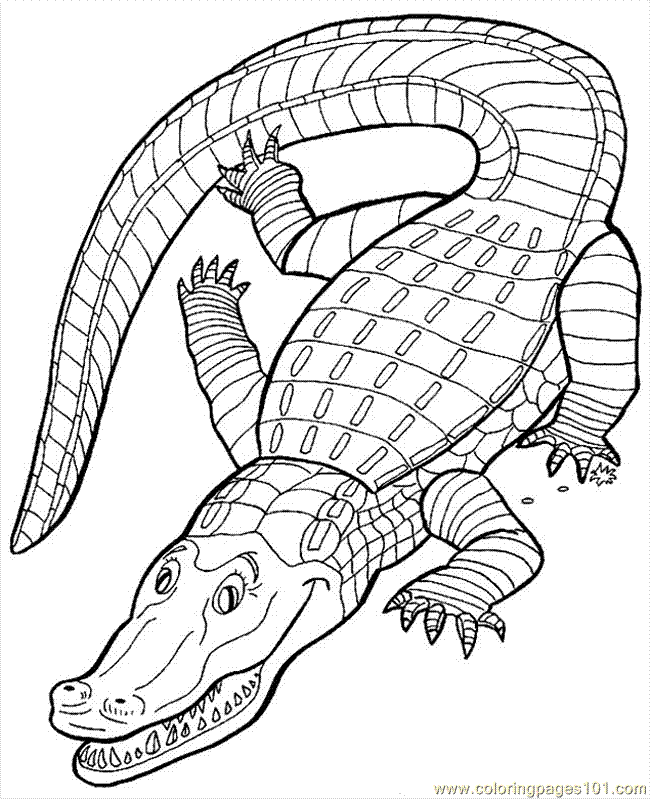 Coloring Pages Crocodile7 (Amphibians > Crocodile) - free