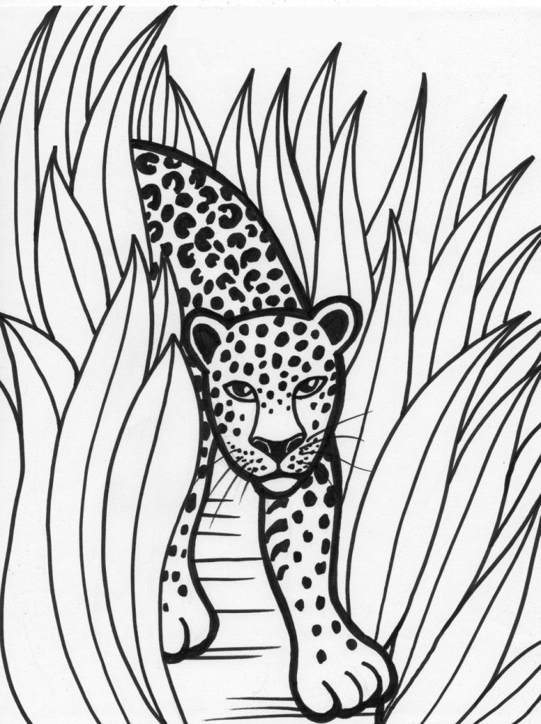 Rainforest Coloring Pages for Kids - Free Rainforest Printable
