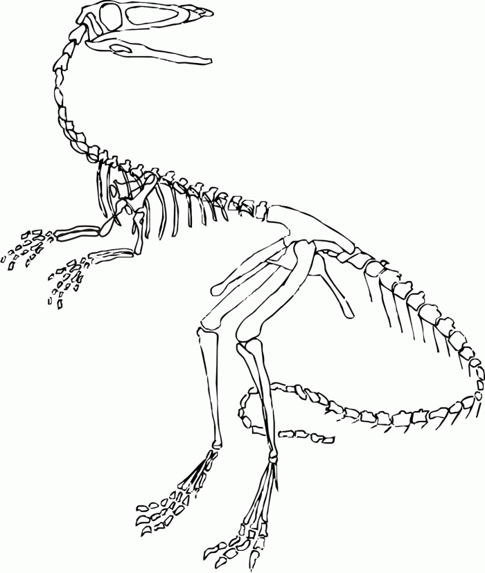 Dinosaur Skeleton Coloring Page | Dinosaurs Pictures and Facts