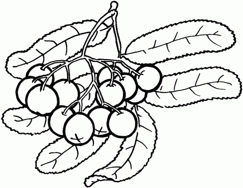 berries fruit picture coloring pages - games the sun | games site