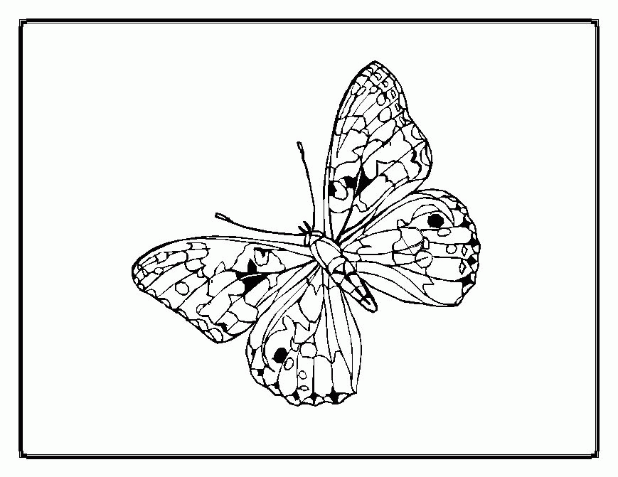 butterflies coloring pages for adults : Printable Coloring Sheet