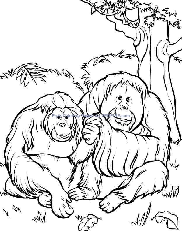 Sumatran Orangutan Sumatran Orangutan Line Art Illustration Click