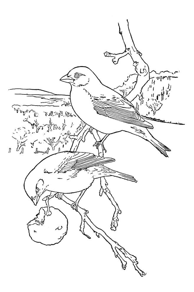 Birds Coloring Sheets For Kids