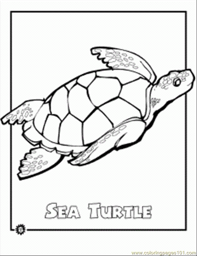 printable coloring page endangered sea turtle reptile