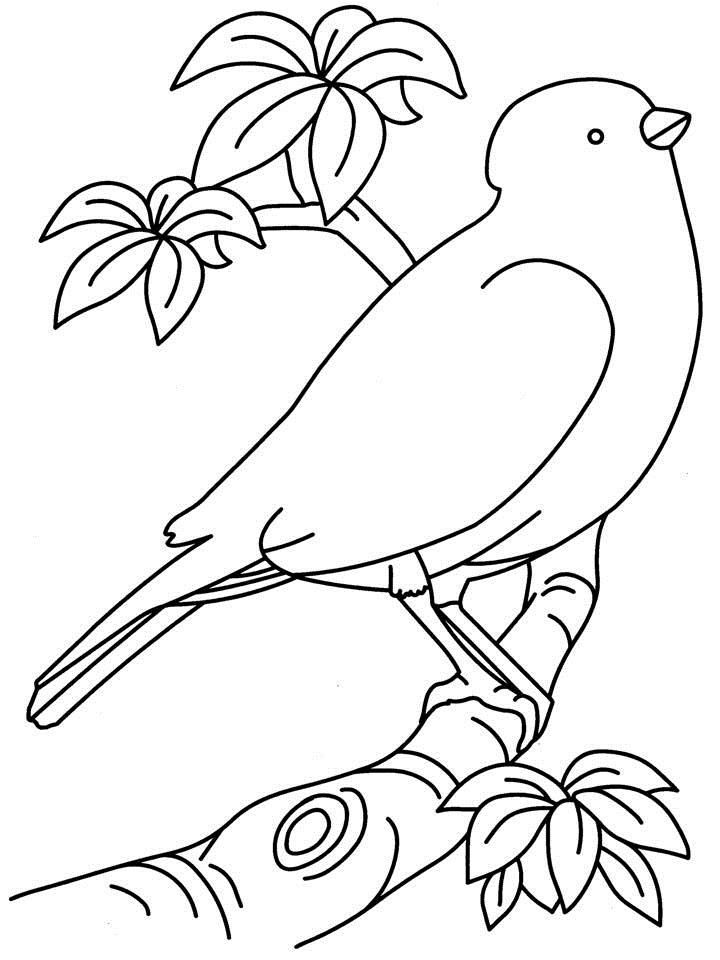 Bird Coloring Pages | ColoringMates.