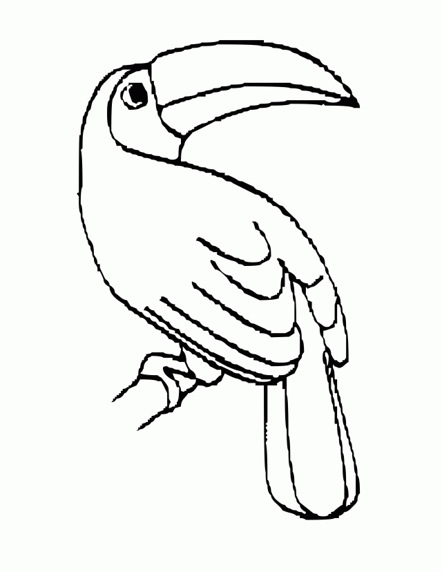 1433 Preschool Printable Toucan Birds Animal Coloring Pages For