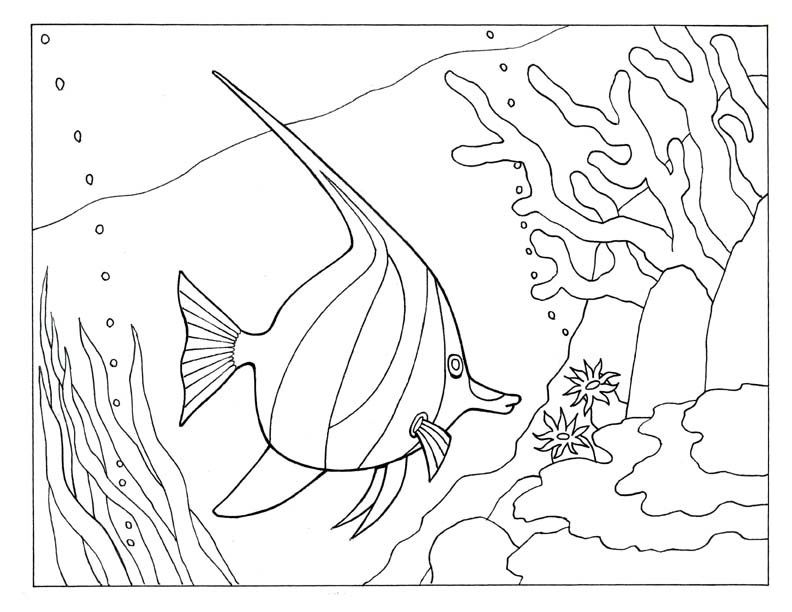 Angel Fish Coloring Pages