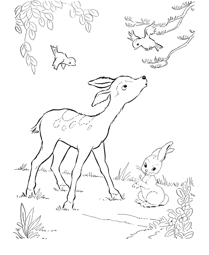 Deer Coloring Pages For Kids - Free Printable Coloring Pages