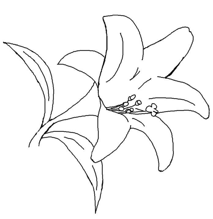 Print Lily Pad Flower Coloring Pages or Download Lily Pad Flower