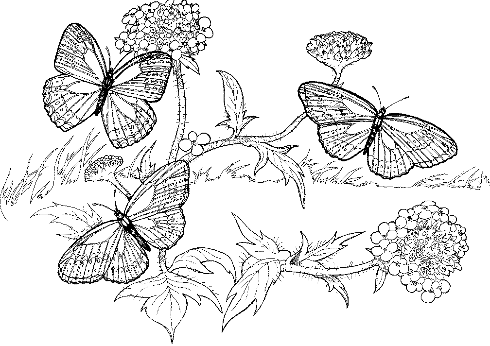 butterfly Colouring Pages