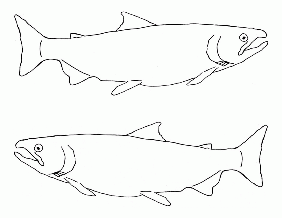 Time To Fly Salmon Coloring Pages 228051 Salmon Coloring Page