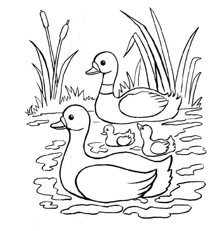 Ducks To Color | Animal Coloring Pages | Kids Coloring Pages Printable