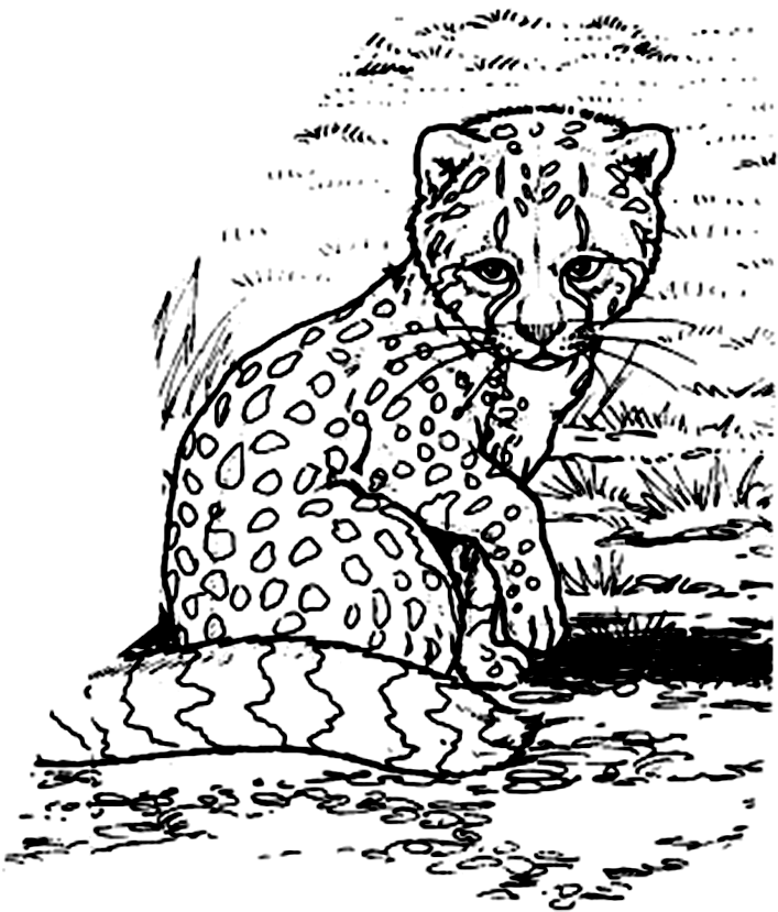Cheetah Cub Coloring Pages | Coloring