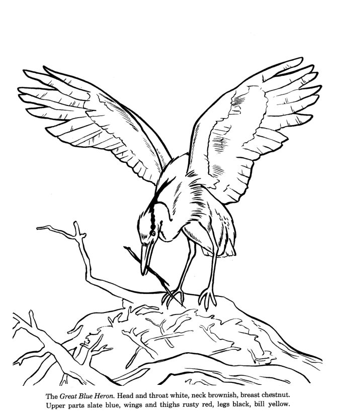 Animal Drawings Coloring Pages | Blue Heron bird identification