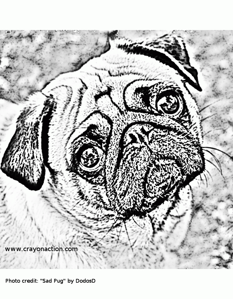 Printable Of Pugs - Coloring Pages for Kids and for Adults