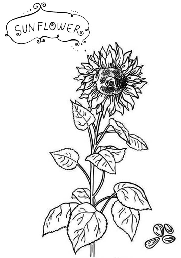 Sunflower Seeds Coloring Page - Download & Print Online Coloring ...