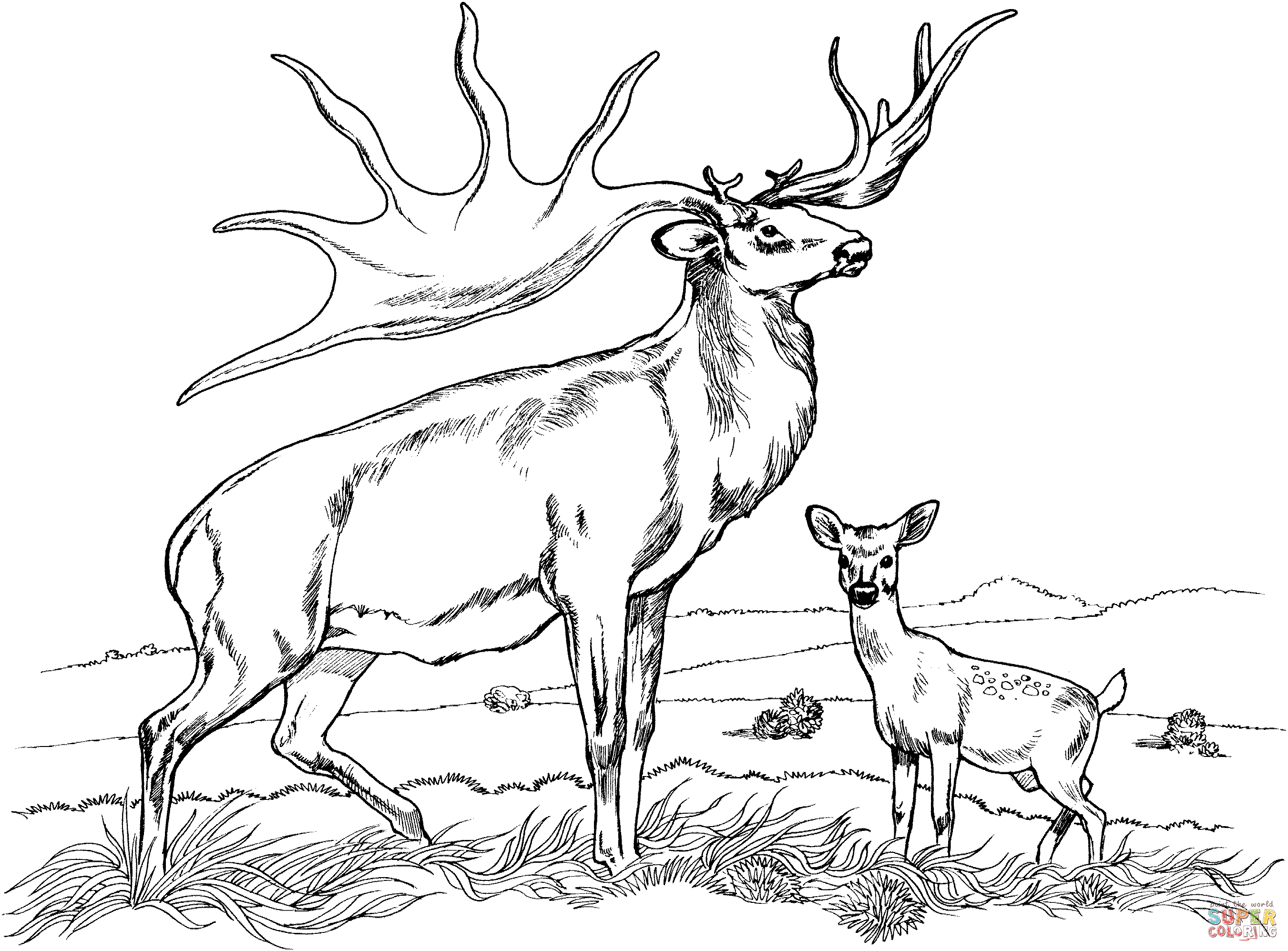 Tule Elk Deer coloring page | Free Printable Coloring Pages