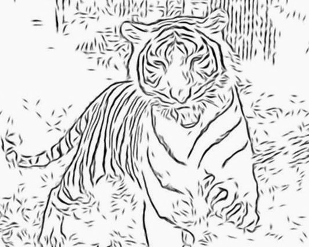 Detailed Coloring Pages for Adults | MORE Free Big Cat Coloring Pages  (Personal Use Only) | Coloring books, Cat coloring page, Detailed coloring  pages