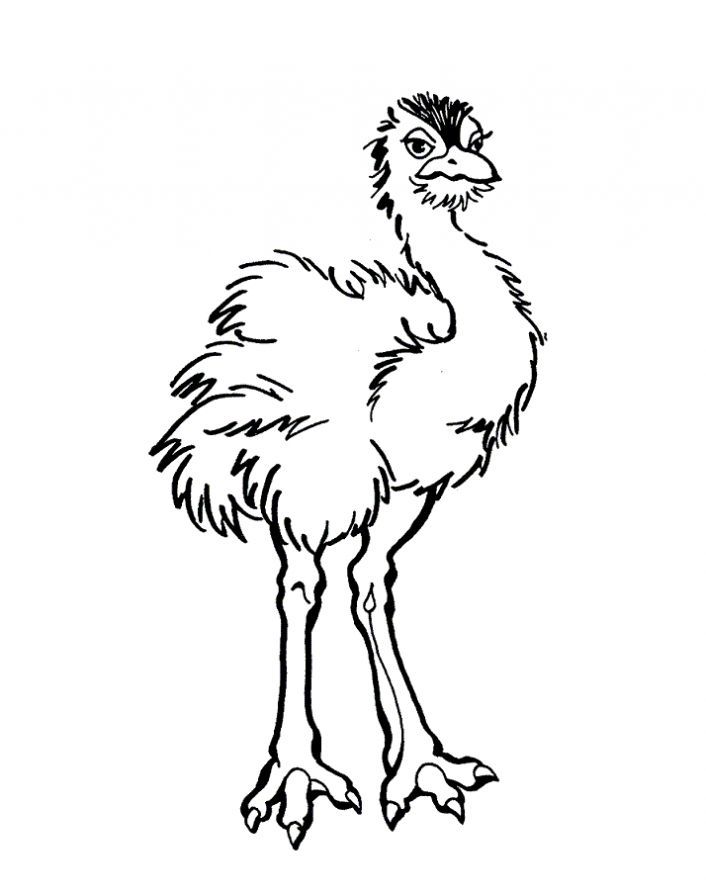 emu colouring in sheets - Google Search | Bird coloring pages, Australian  wildlife, Coloring pages