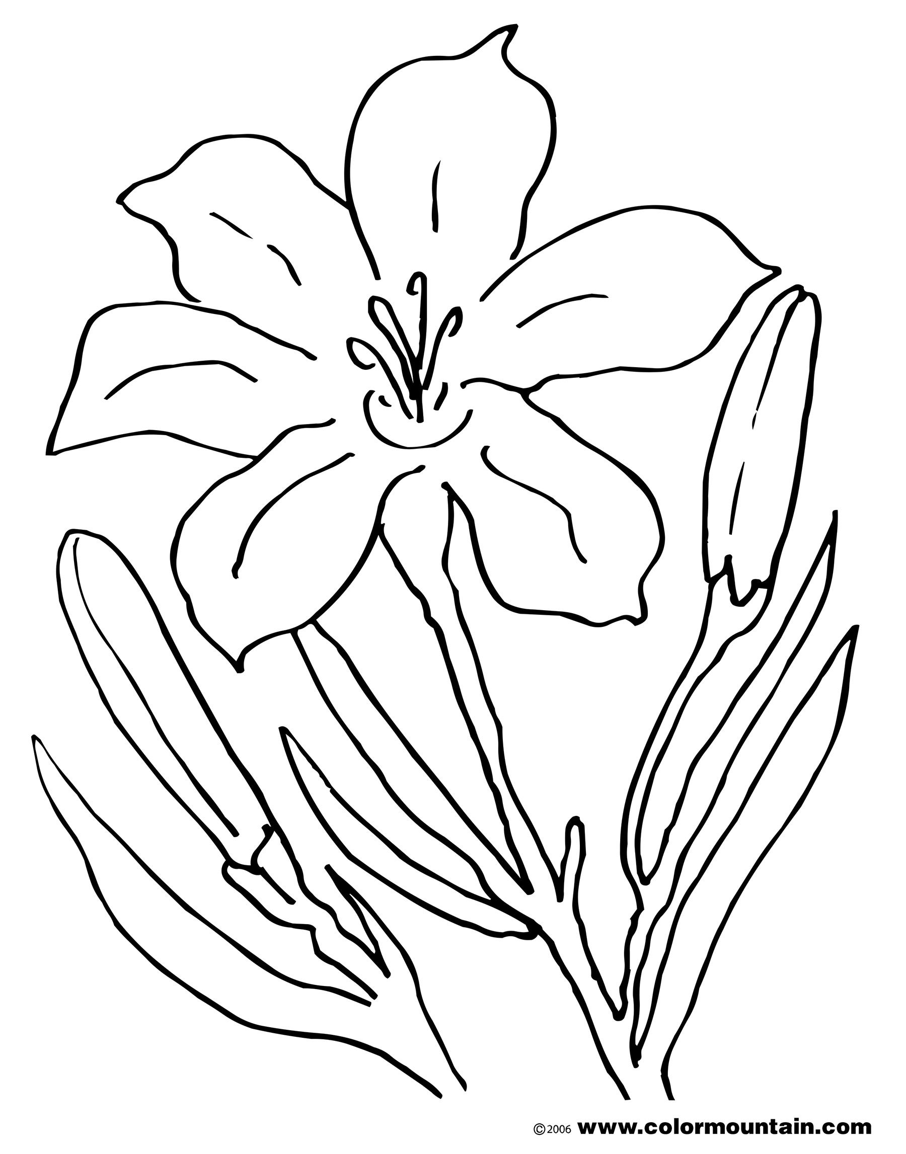 Tiger Lily Coloring Pages at GetDrawings.com | Free for ...