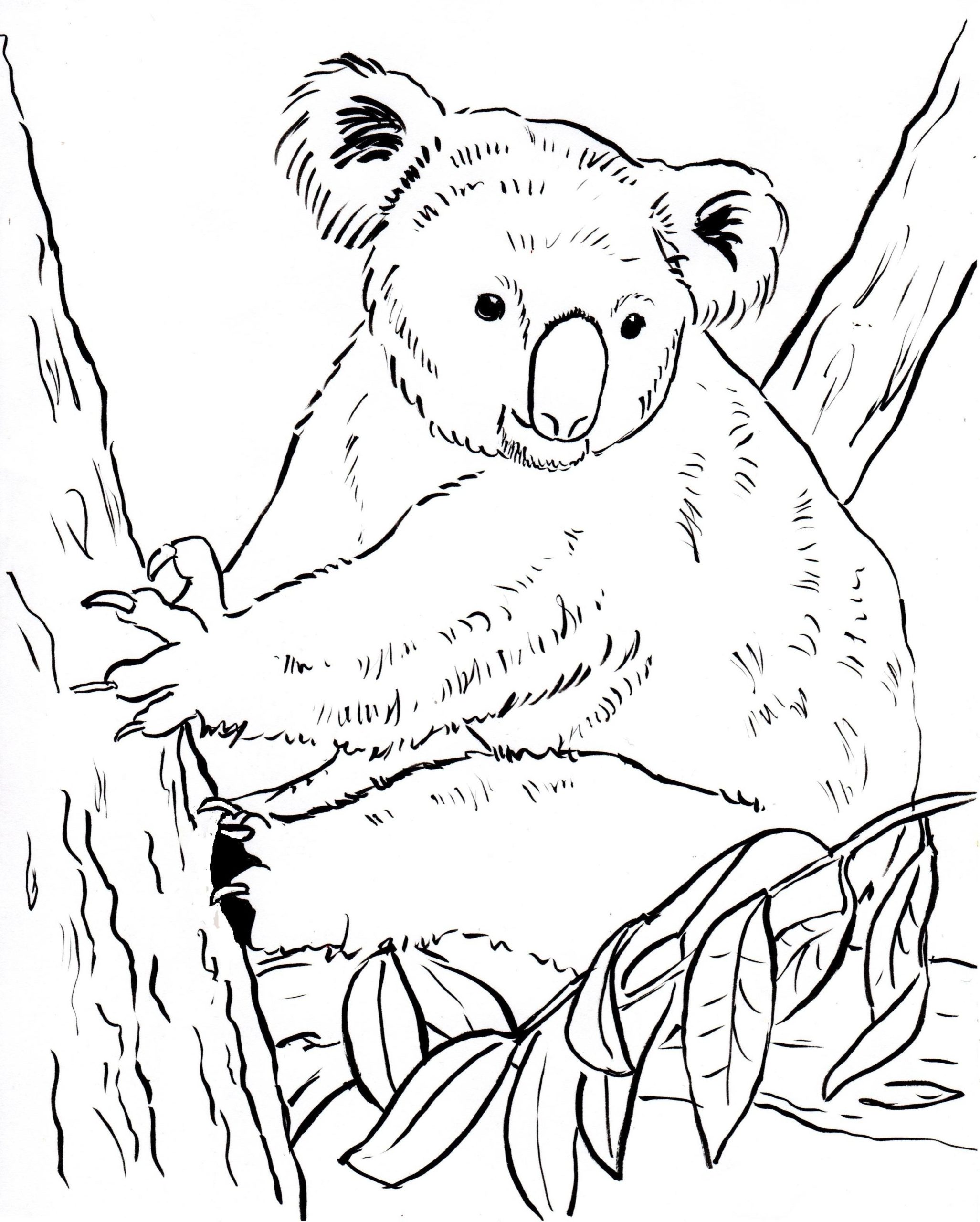 9 Most Class Koala Coloring Pages Zubat At Getcolorings Free ...