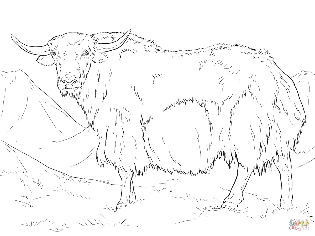Yak from India coloring page | Free Printable Coloring Pages