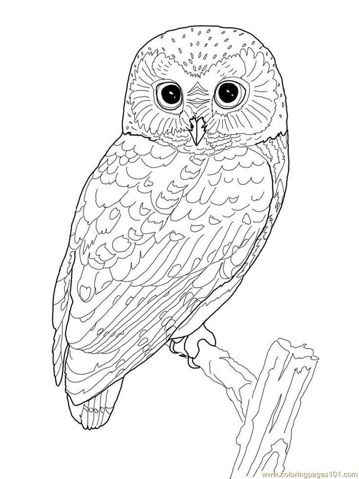 Printable Owl Coloring Page | Coloring Pages Owl (Birds > Owl ...