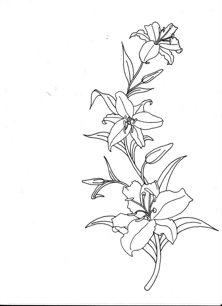 Tiger Lily Drawing Outline 89881 | DFILES