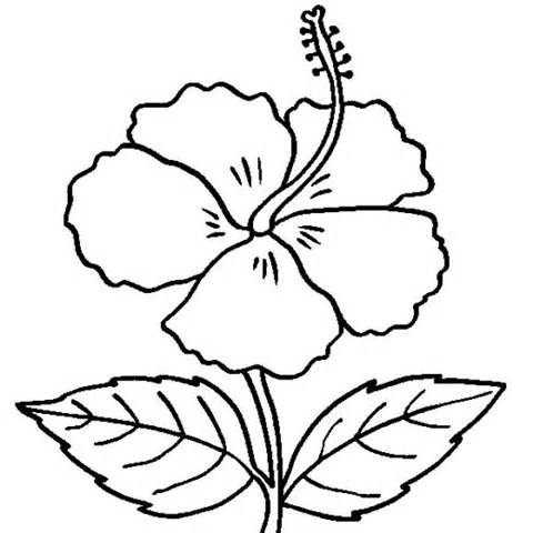 Adult Hibiscus Coloring Pag Coloring Pages