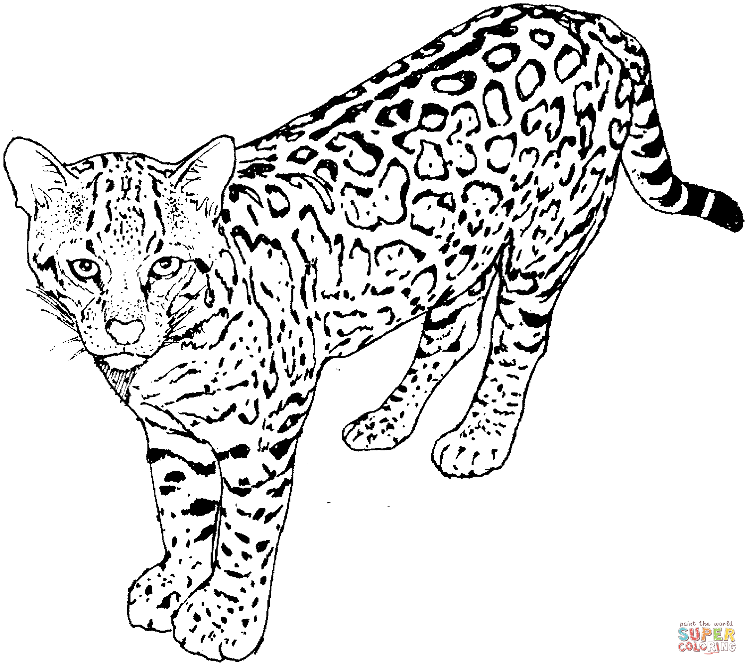 Leopard - Coloring Pages for Kids and for Adults