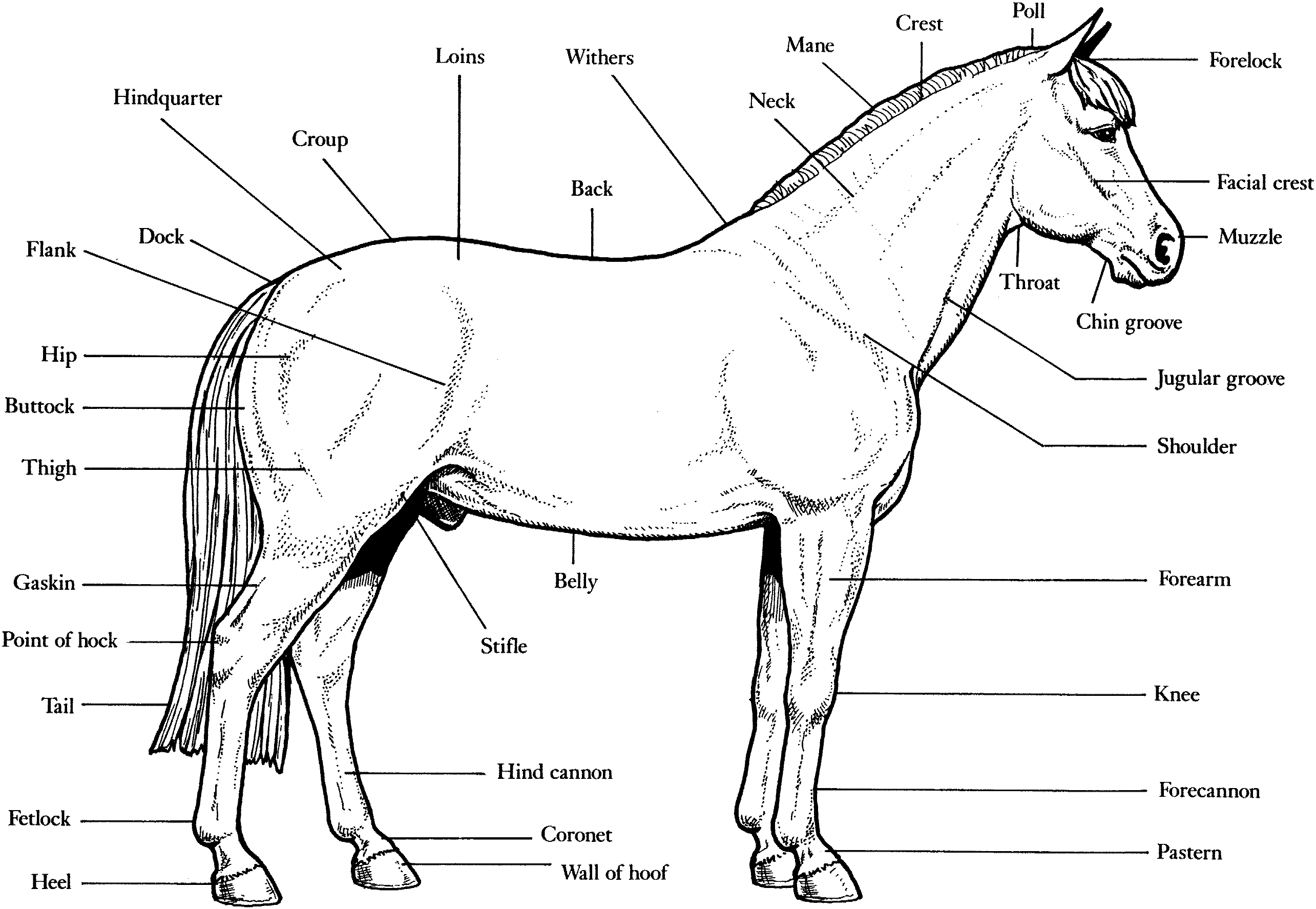 Horse Anatomy Coloring Pages | Animal Coloring pages of ...