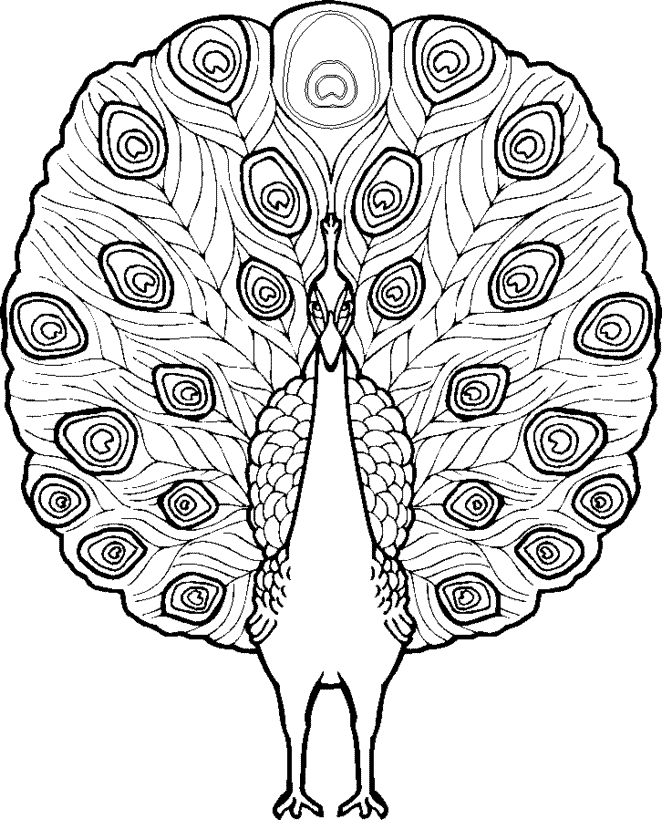 Peacock coloring page - Animals Town - Animal color sheets Peacock
