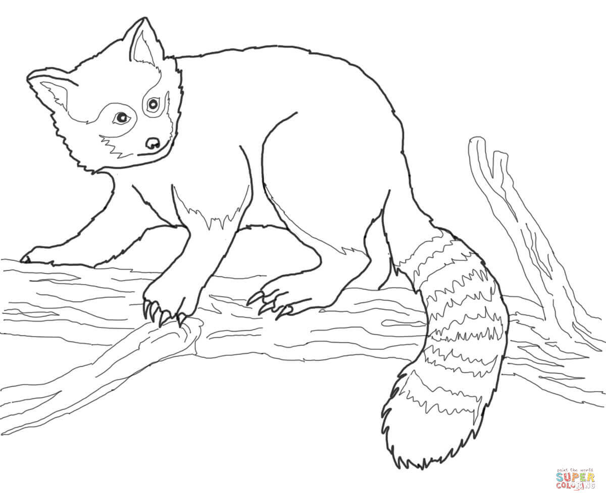 Red panda coloring pages | Free Coloring Pages