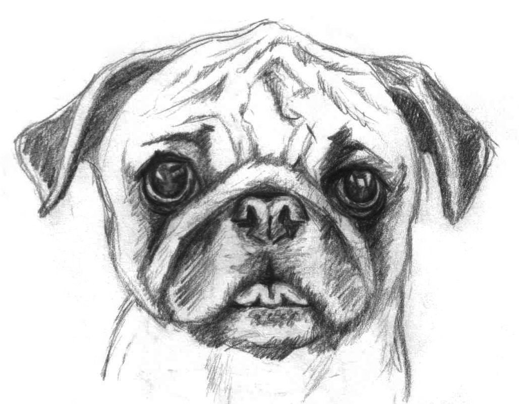 Best Photos of Pug Coloring Pages - Pug Printable Coloring Pages ...