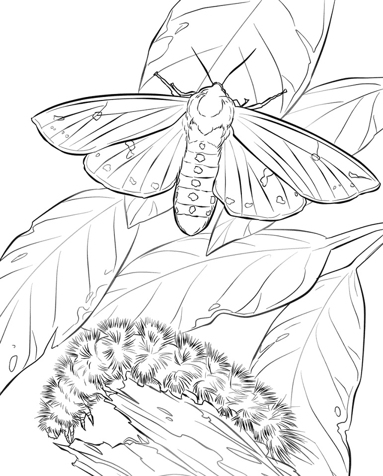Woolly Bear Moth and Caterpillar Coloring Page - Free Printable Coloring  Pages for Kids