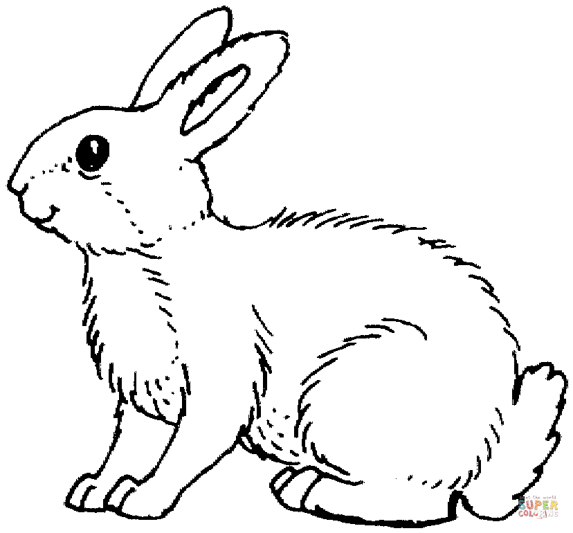 Bunny Coloring Pages | Free Coloring Pages