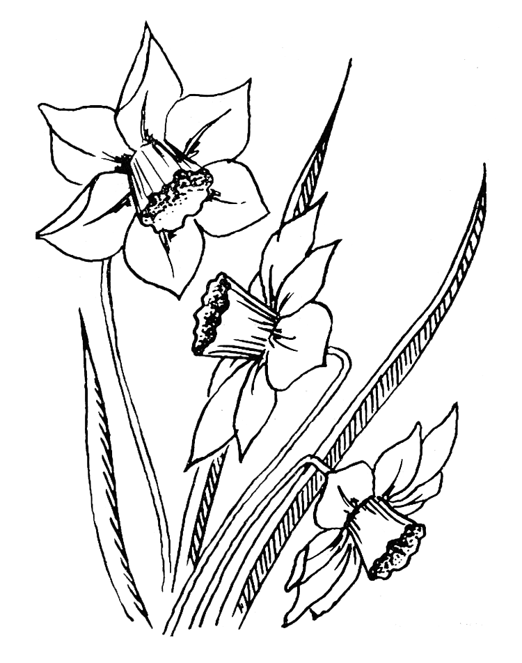 Daffodil Flower Coloring Page - Best Flower Wallpaper