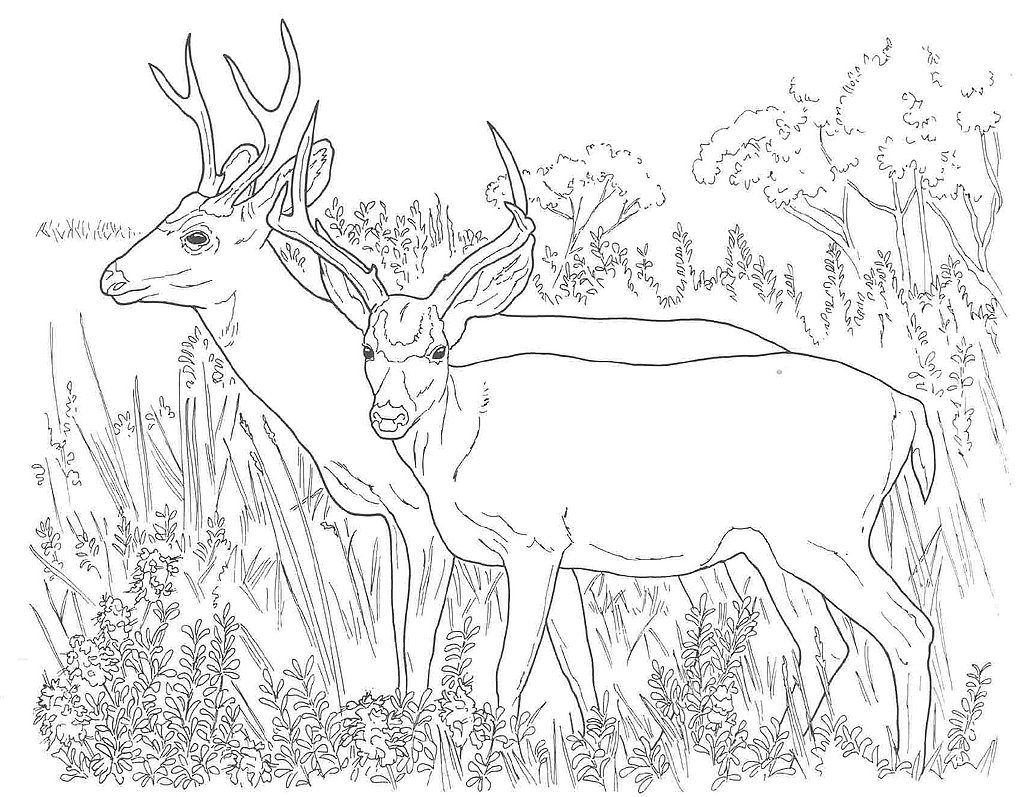 Free Coloring Page for kids: Hunting Coloring Pages Desert Animals ...